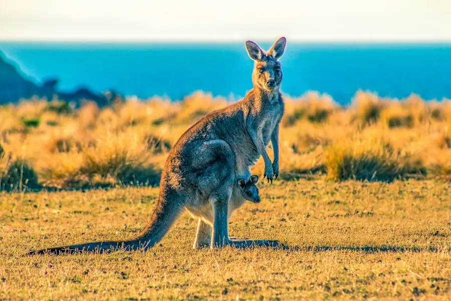 A kangaroo with her joey grazing in open grassland