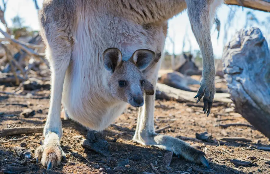 A young kangaroo joey being gently cared for